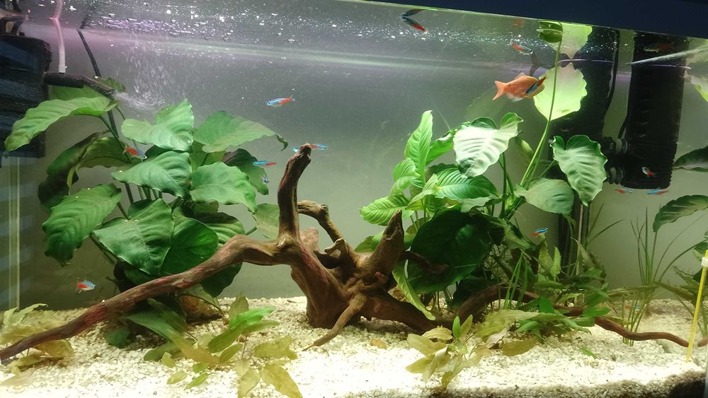 Okazja ! Akwarium z życiem 100L