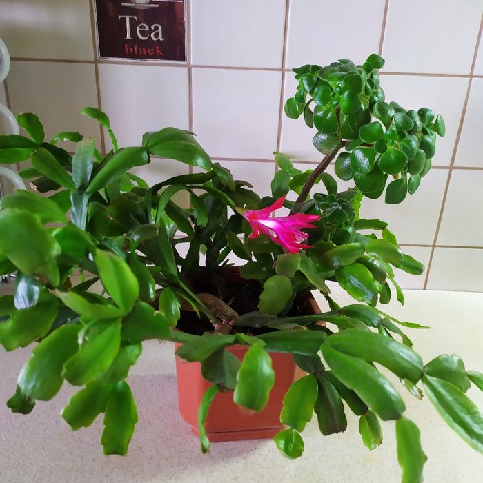 Різдвяник, або шлюмбергера, зігокактус