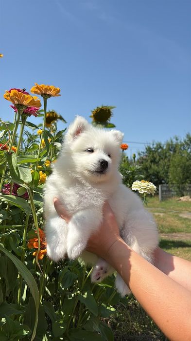 Suczka samoyed ZKwP