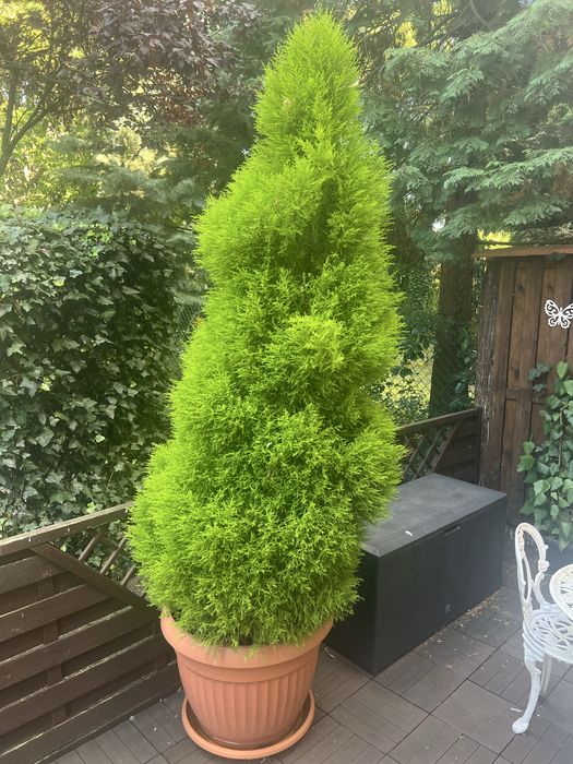 Piękny cyprys 2 metrowy!!!odbiór osobisty!!