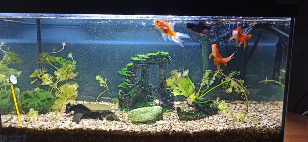 Akwarium 50L + rybki