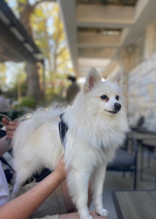 Loki - Spitz Alemão Pequeno (macho) para acasalar