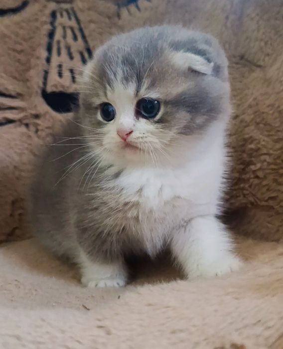 Menino scottish fold