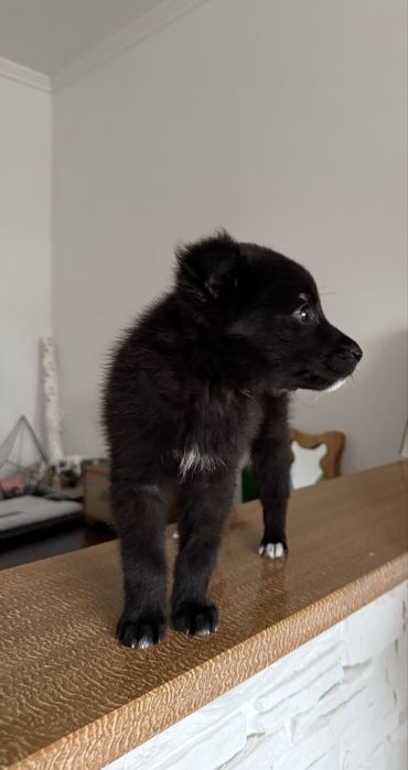 Собака шукає дім Надвірна