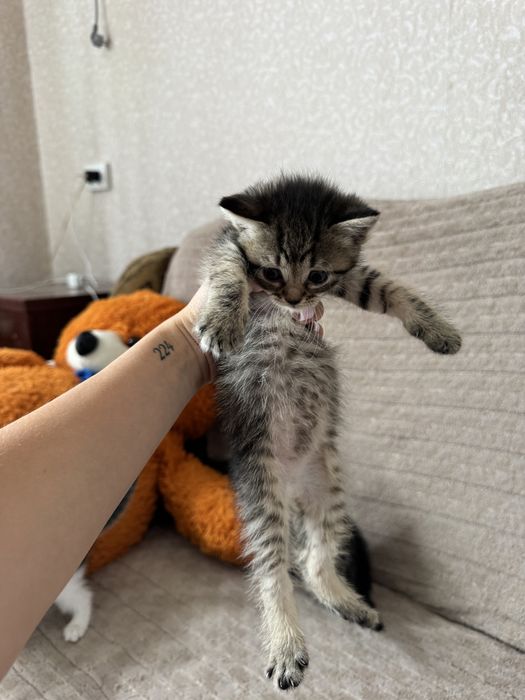 Котята тигрята мама шотландская