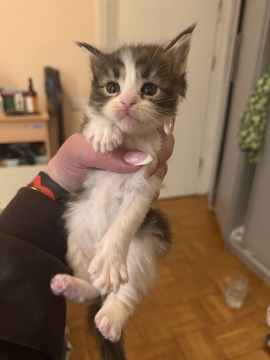 Раннє бронювання Мейн кун