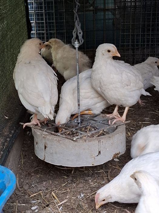 Kurczęta mix leghorn
