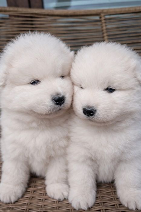 Samoyed ZKwP – śnieżnobiały chłopiec, domowa hodowla, FCI