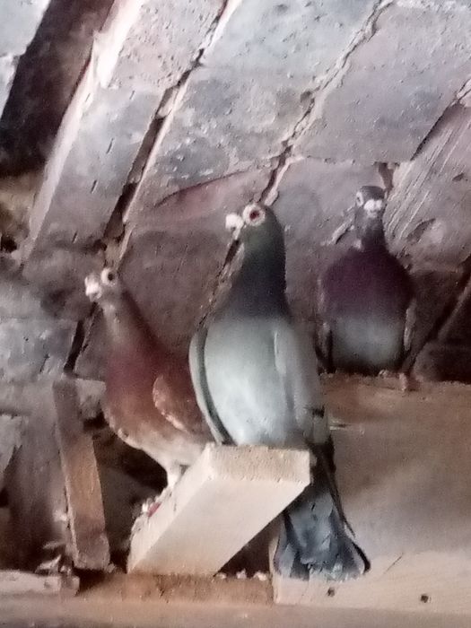 Sprzedam gołębie brodawczaki