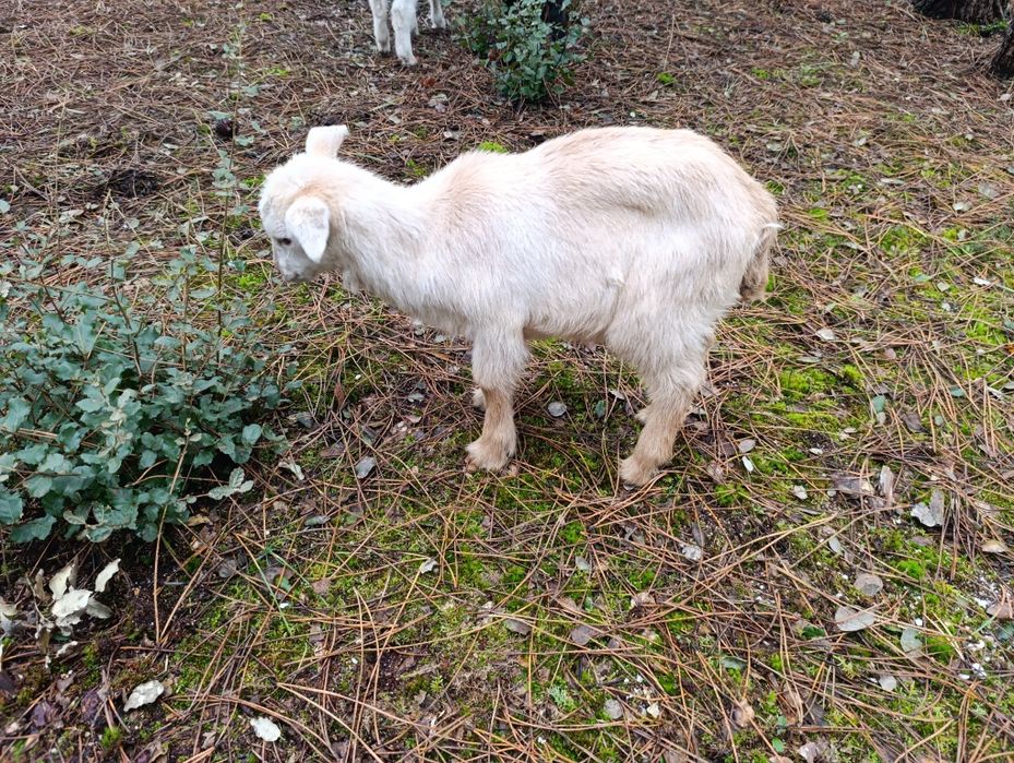 Cabritos Criado Leite