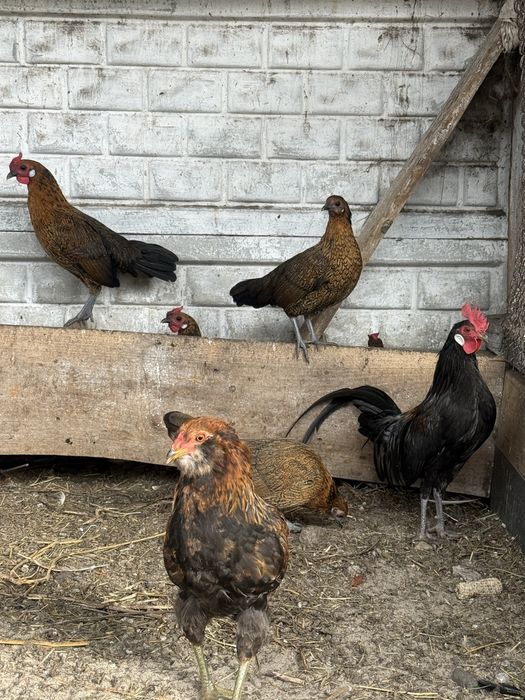 Бентамка карликові кури