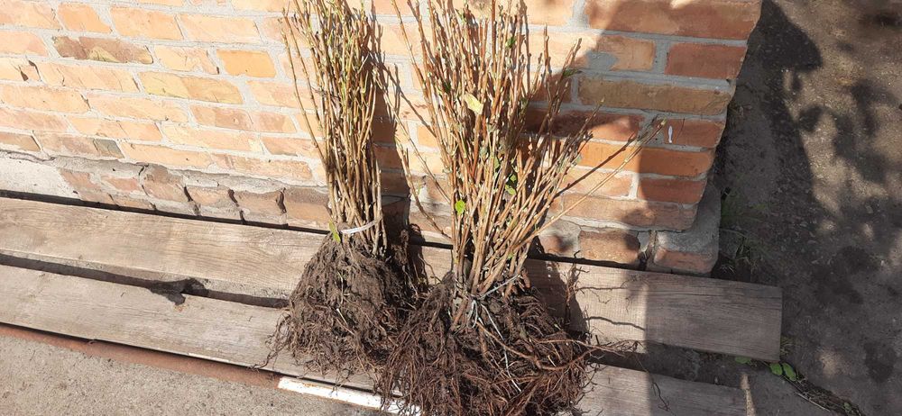 Продам саджанці чорної смородини