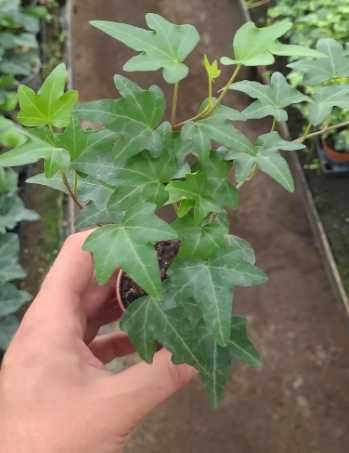 Hedera helix – 10 sztuk unikatowych odmian bluszczu!