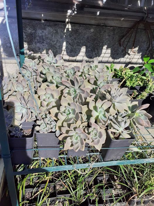 suculentas de varias variedades