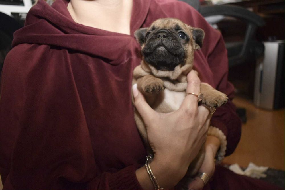 Buldog francuski Edzio