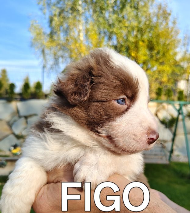 Border collie szczenię