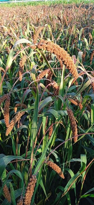 Просо чумиза ...