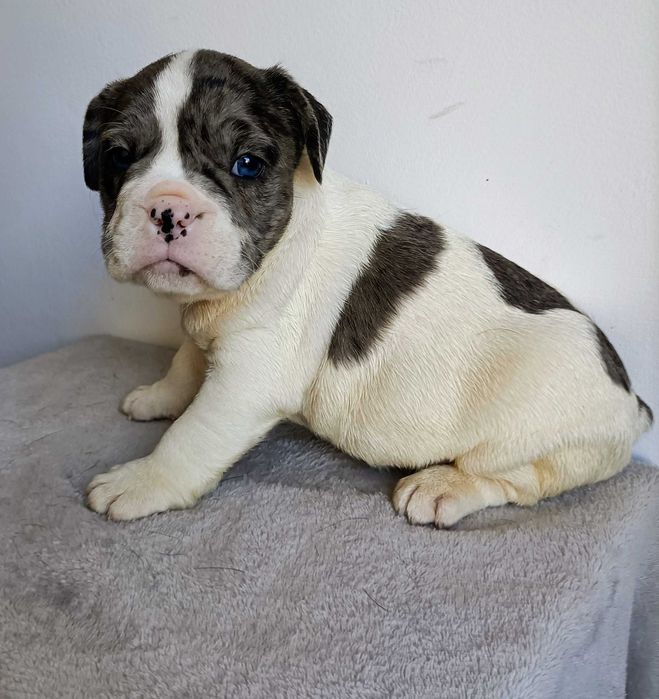Bulldog francês macho