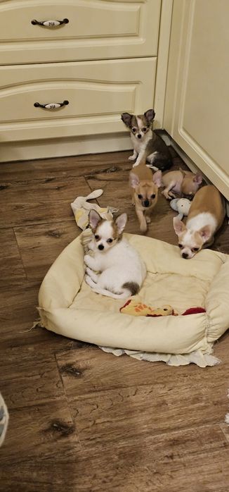 Rysiu gotowy do odbioru chihuahua Łążynek