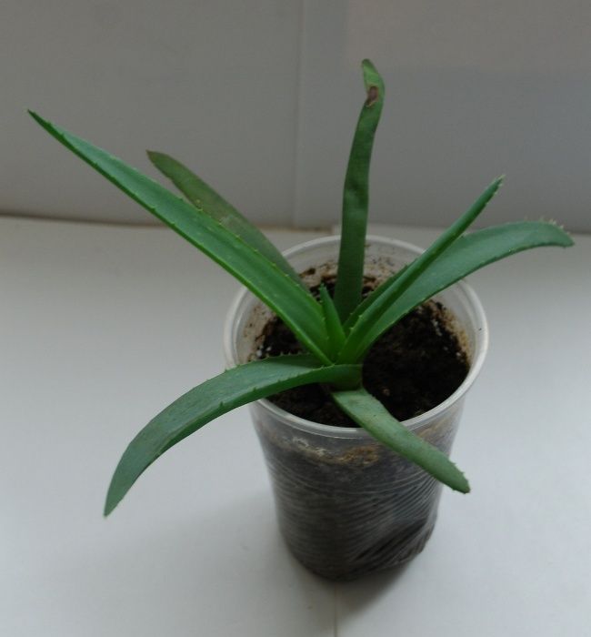 Алоэ Вера или Алоэ настоящее