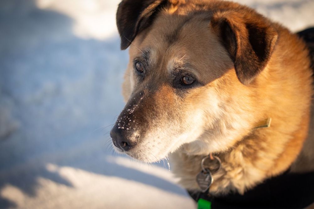 Nero gotowy do adopcji