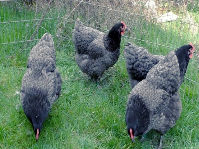 Інкубаційне яйце та курчата. Джерсійського гіганта. чорний, блакитний.