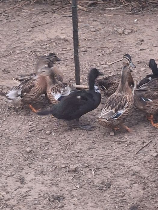 Patos de várias raças