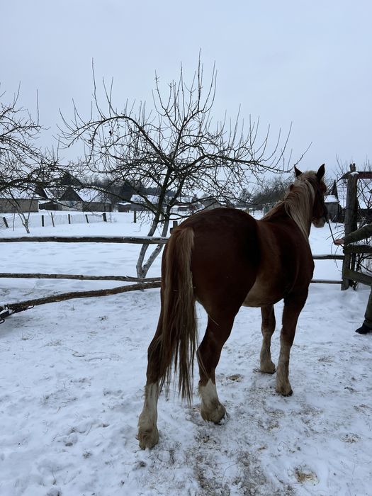 Продаєця молодий робочий жеребець з великіх коней