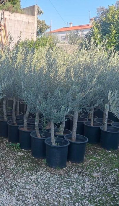 Oliveiras de ornamentação
