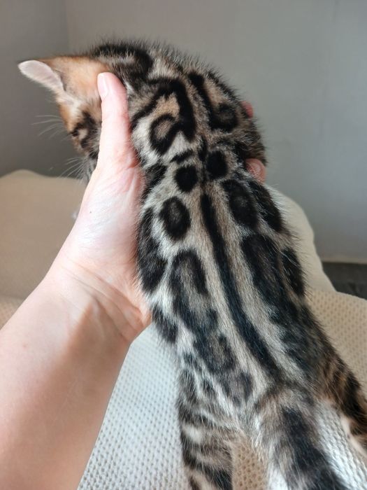 Бенгальські кошенята