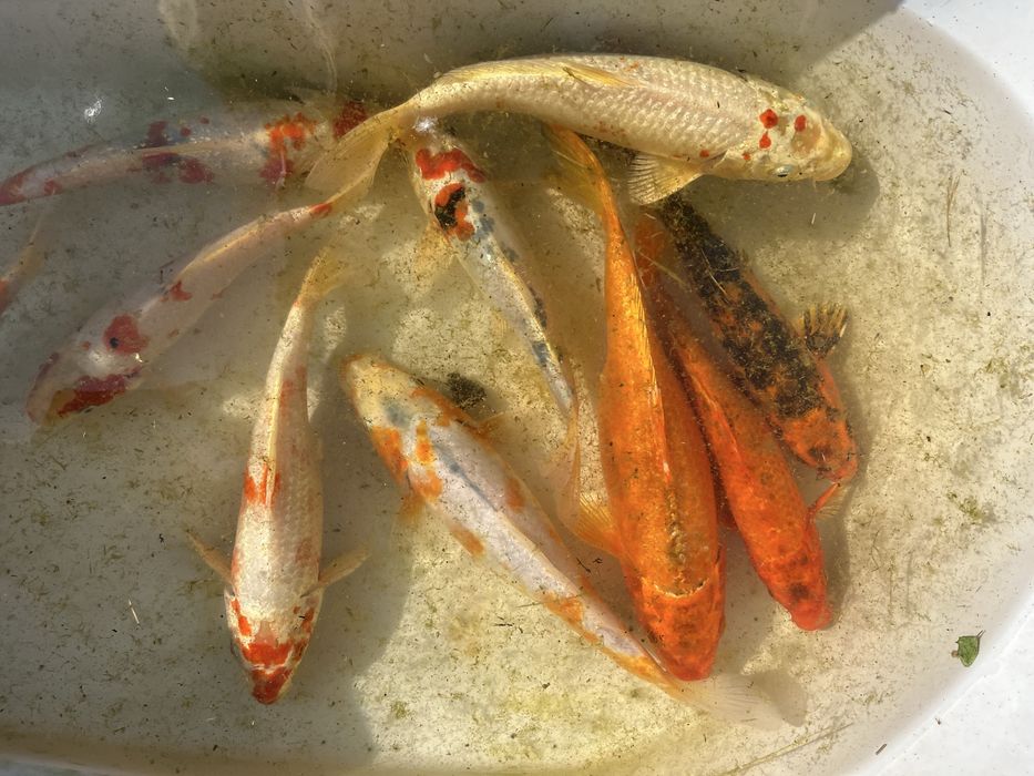 Карпы кои малек и подростки 25-30 см наличие уточнять по телефону