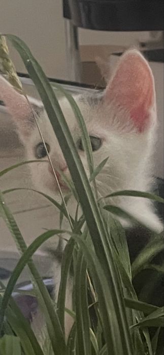 Котята в добрые руки Днепо