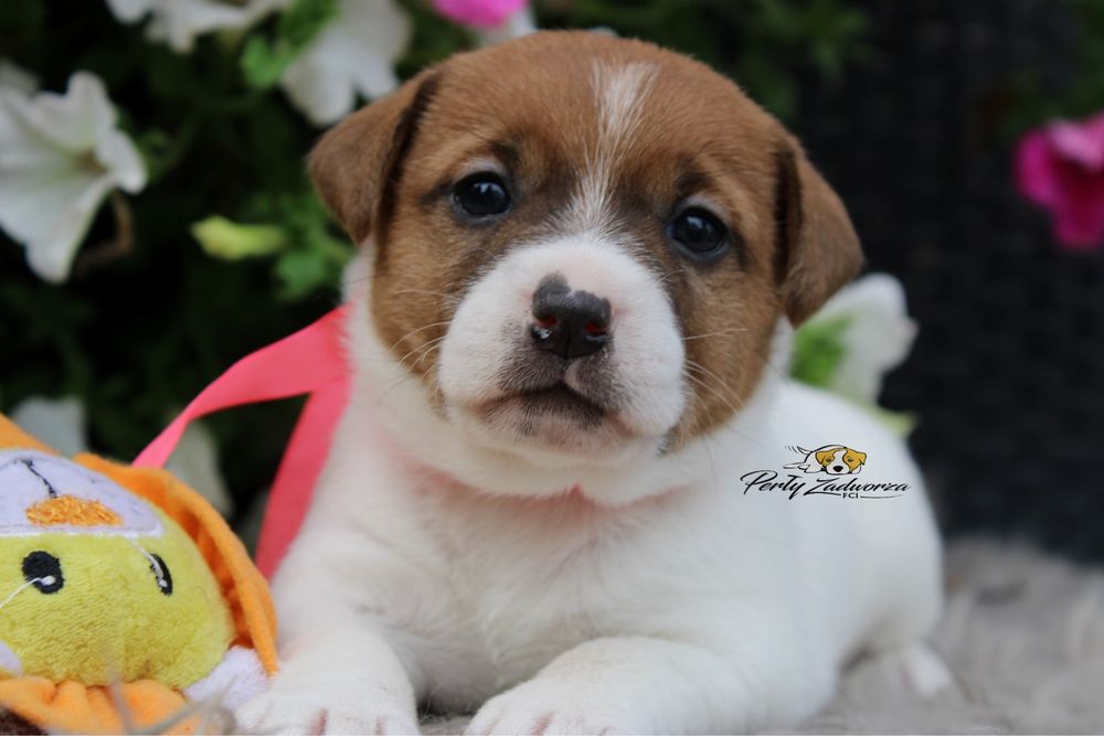 Sunia Jack Russell Terrier ZKwP FCI Gotowa do odbioru