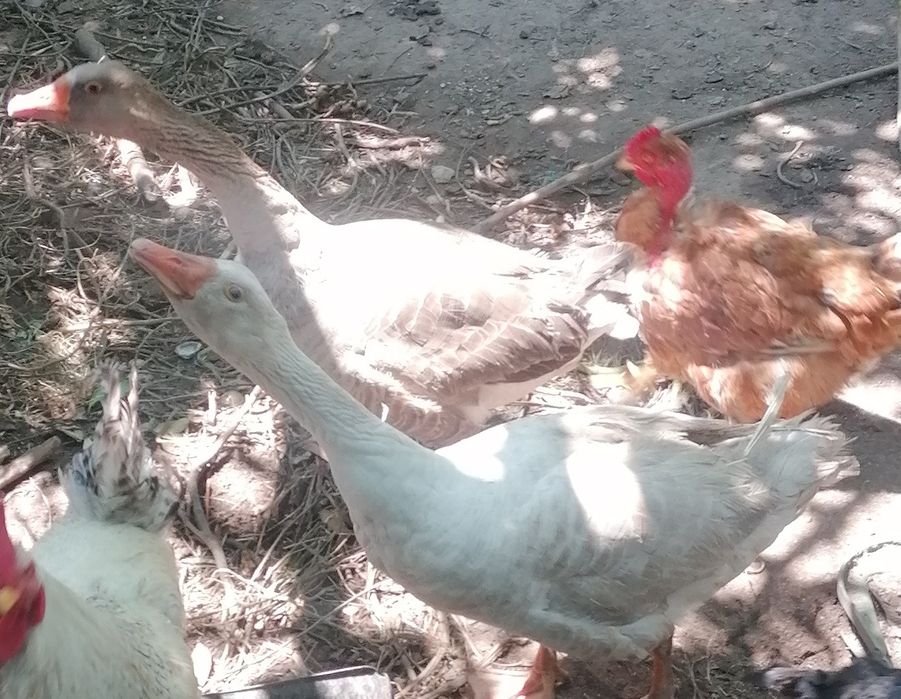 Patos ganços os 2 por 50€, têm 2 anos vendo ou troco por galinhas