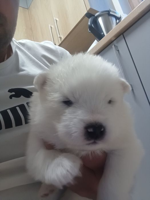 Samoyed ostatni szczeniak (samojed)