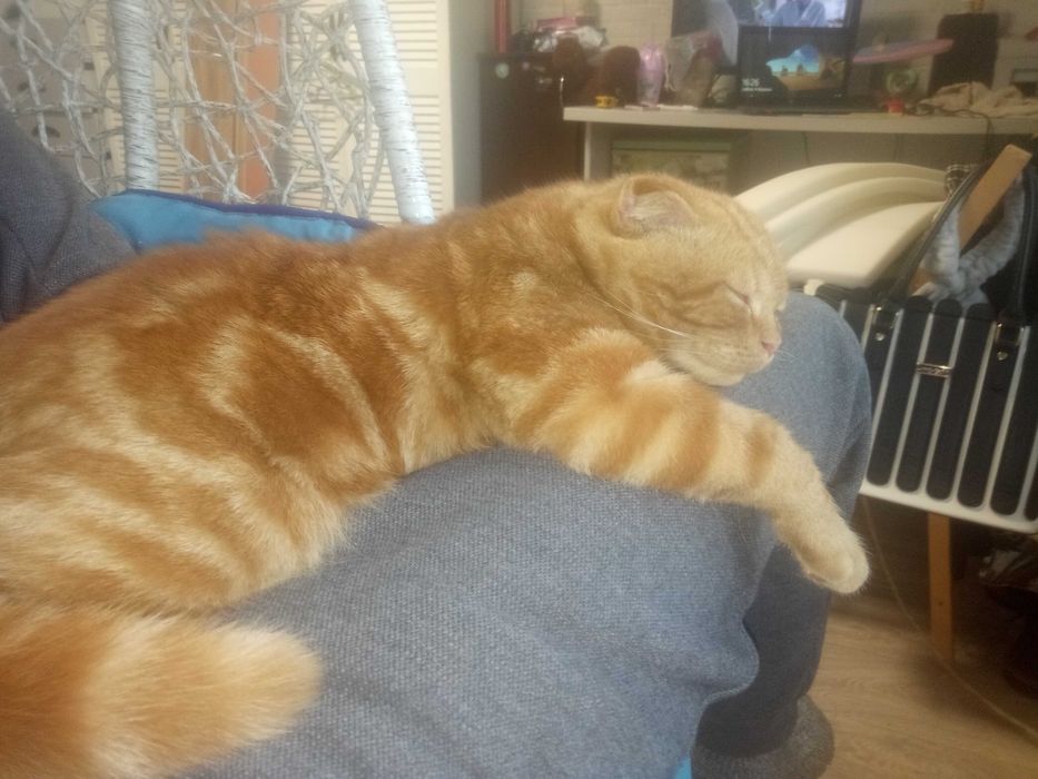 Вязка шотландский вислоухий