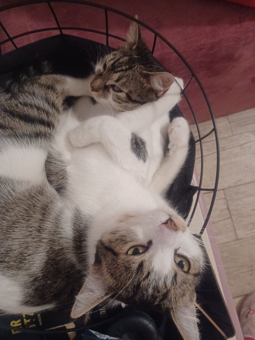 Kocurek I kotka do adopcji