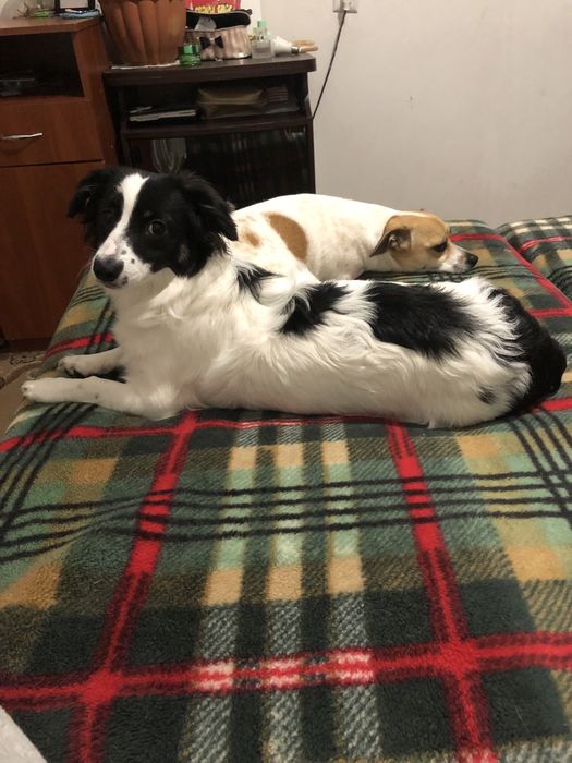 Отдам в хорошие руки