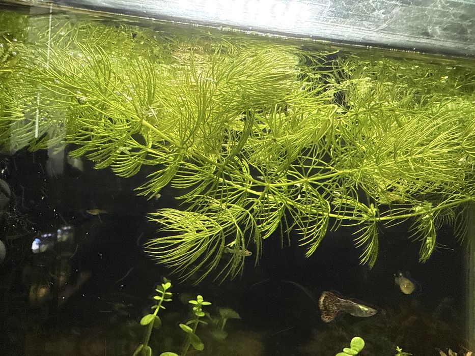 Акваріумі креветки sakura/blue dream,рослини для акваріума