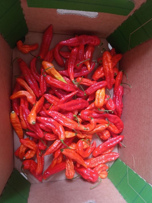 Papryka Ghost Pepper 100gr