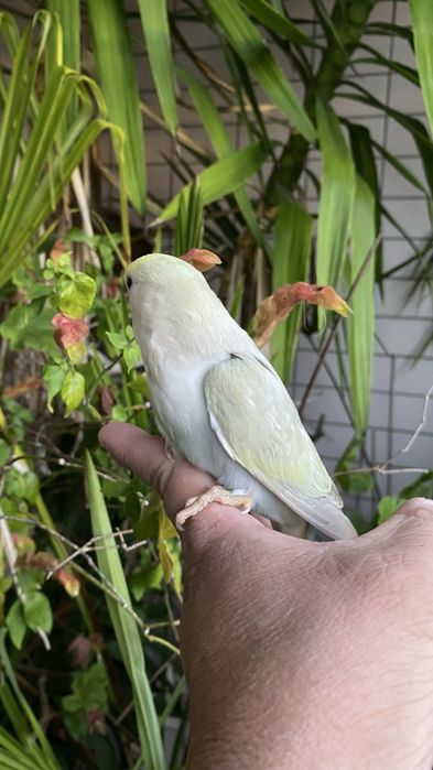 Agapornis domesticado