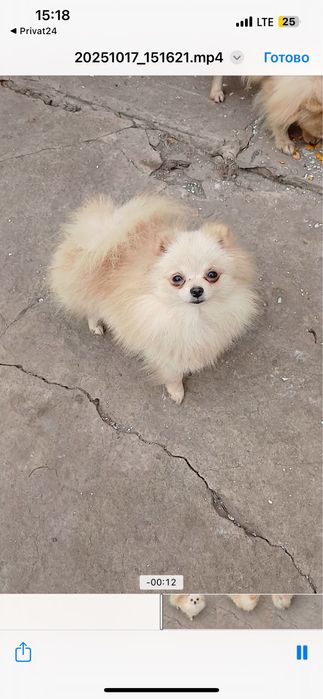 Девочка померашка мини