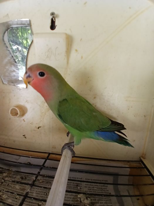 Agapornis domesticados