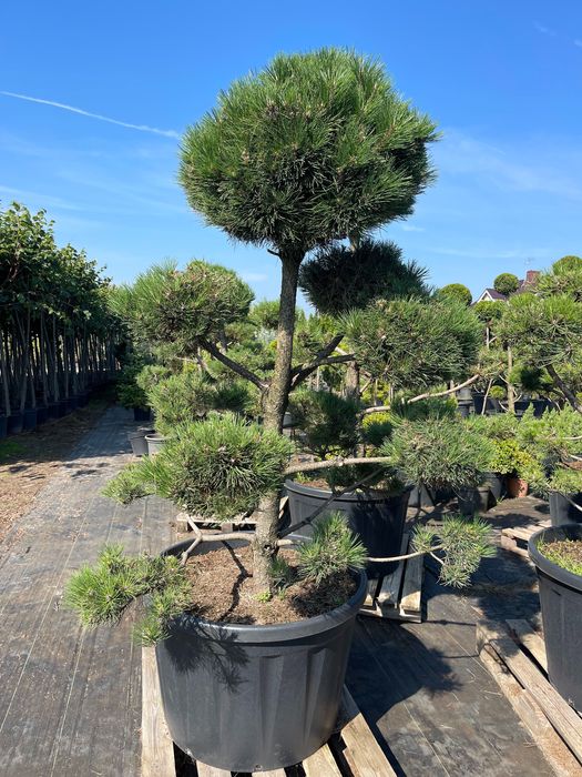 Bonsai Sosna Czarna Niwaki 180-200 cm Cena 2500 zł