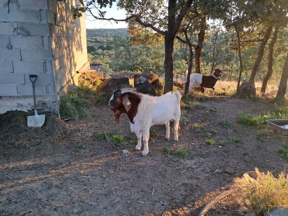 vendo macho boer puro