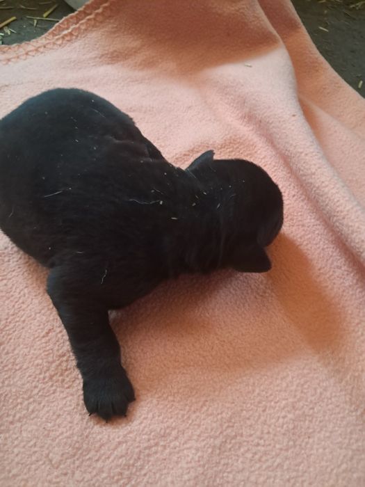 Labrador retriever dziewczynka czarna