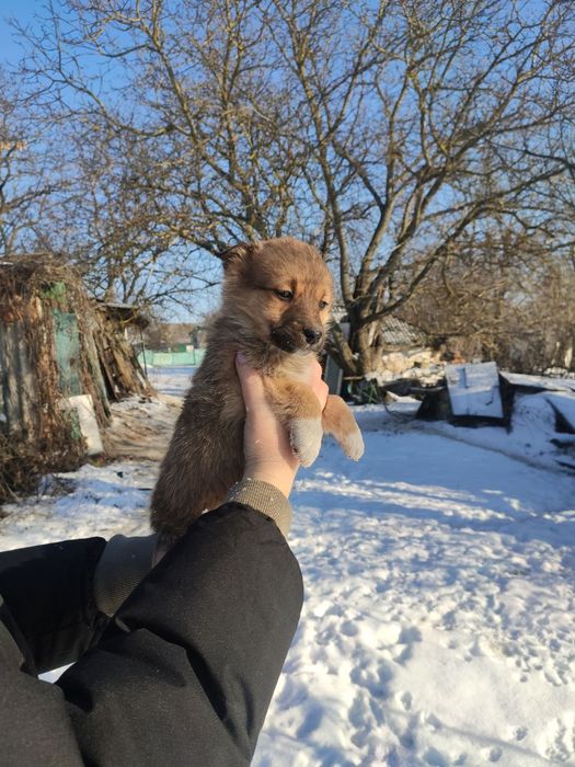 Шукає домівку песик манюня