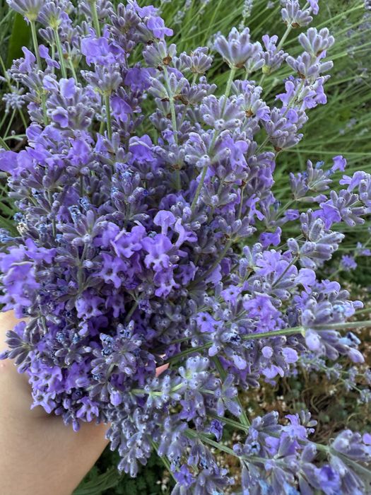 Свіжий зріз лаванди