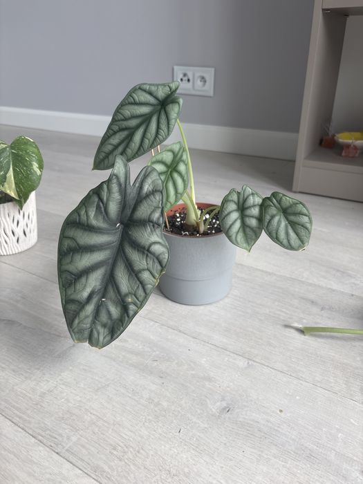 Alocasia baginda Silver Dragon