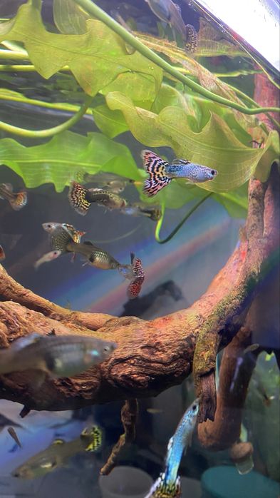 Guppys - machos e fêmeas para venda